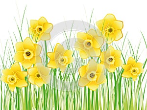 Spring narcissus illustration