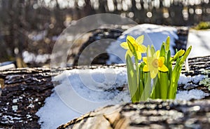 Spring Narcissus in a Snowy Woodpile