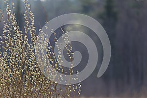 The spring, A natural background