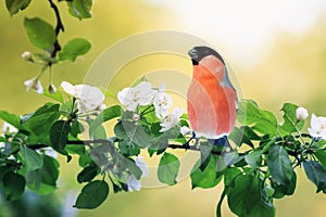 Spring natural background with little cute red bird bullfinch sitting in may garden on a branch of flowering Apple tree with white