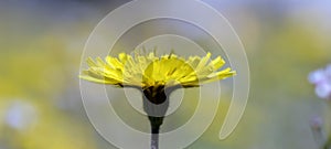 Spring natural background with soft light, Close up of a Hypochaeris radicata