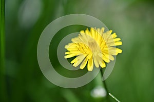 Spring natural background with soft light, Close up of a Sonchus tenerrimus