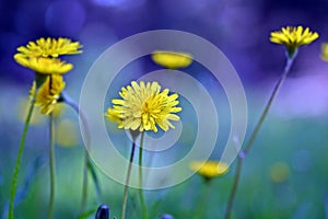 Spring natural background with soft light, Close up of a Sonchus tenerrimus