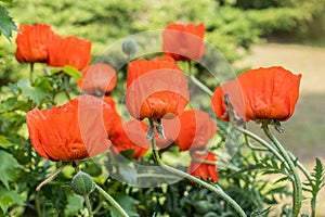 Spring Natural, beautiful garden poppies.