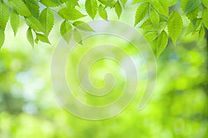 Spring natural blurred background with green leaves on tree branch, copy space, defocused