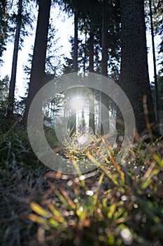 Spring Nature background. Beautiful forest at sunrise with a big lensflare and grass in the foreground. Bavarian Forest