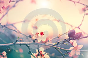 Spring nature background with blooming almond tree. Easter holiday scene