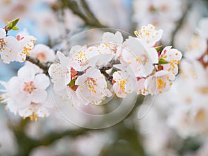 Spring Nature Background with blooming Apricot tree, blossom. Ea