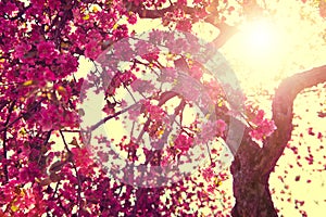 Spring nature background