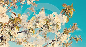 Spring Nature background with Blossomin Cherry trees