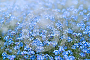 Spring nature background with blue forget-me-not flowers