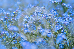 Spring nature background with blue forget-me-not flowers