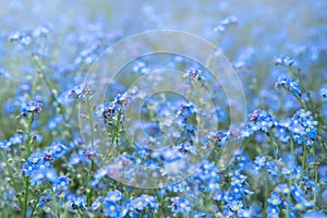 Spring nature background with blue forget-me-not flowers. Myosotis sylvatica, arvensis or scorpion grasses