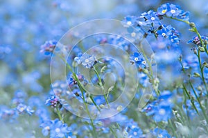Spring nature background with blue forget-me-not flowers. Myosotis sylvatica, arvensis or scorpion grasses