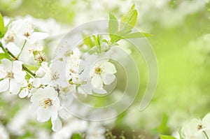 Spring nature background with cherry white flowers and green leaves