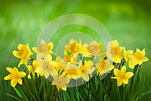 Spring Nature background with Daffodil Flowers