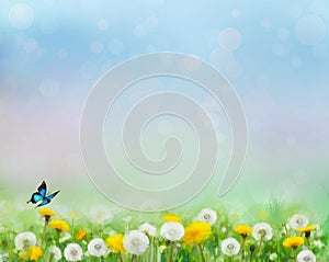 Spring nature background with dandelion fields