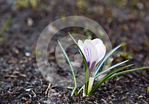 Spring nature background with flowering violet crocus in early spring. Plural crocuses in the garden