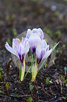 Spring nature background with flowering violet crocus in early spring. Plural crocuses in the garden