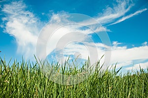 Spring nature background with grass and blue sky in the back