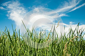 Spring nature background with grass and blue sky in the back