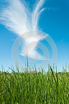 Spring nature background with grass and blue sky in the back. Cloud shaped bird