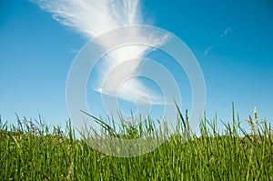 Spring nature background with grass and blue sky in the back. Cloud shaped bird