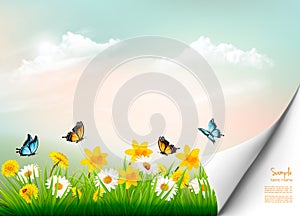 Spring nature background with grass and flowers and copy spase.