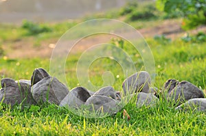 Spring nature background with grass and stones