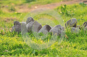 Spring nature background with grass and stones