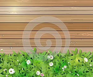 Spring nature background. Green grass and leaf plant, White Gerbera, Daisy flowers and sunlight over wood fence