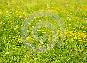Spring nature background with meadow of wild flowers