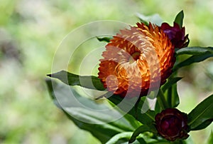 Spring nature background of orange and red Australian Everlasting Daisies, Xerochrysum bracteatum