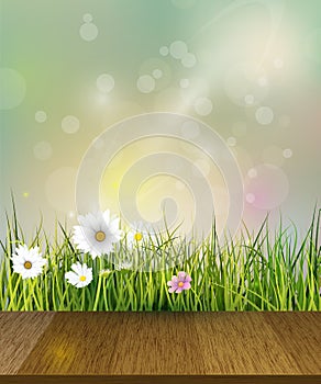 Spring nature background.Vector Green grass, field with white Gerbera, Daisy flowers meadow and sun light over wood floor.