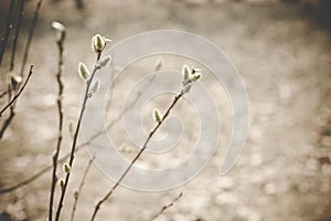 Spring nature background with willow branches