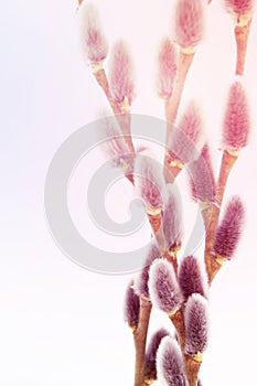 Spring nature background with willow branches and furry catkin in sunlight bokeh , front view with copy space