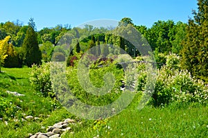 Spring Nature. Beautiful Landscape. Park with Green Grass and Trees