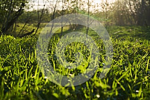 Spring Nature. Beautiful Landscape. Park with Green Grass and Trees