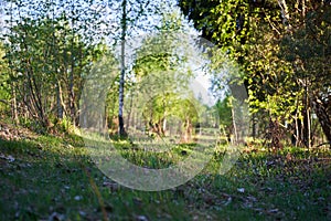 Spring Nature. Beautiful Landscape. Park with Green Grass and Trees