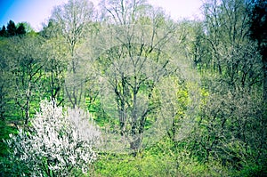 Spring Nature. Beautiful Landscape. Park with Green Grass and Trees