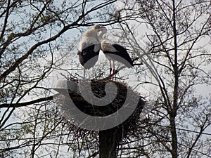 Spring. Nature. Birds. A pair of storks in their nest.