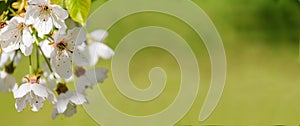 Spring nature blossom web banner photo