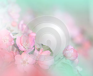Spring nature blossom web banner or header.Abstract macro photo.Artistic Background.Fantasy design.Colorful Wallpaper.Nature.