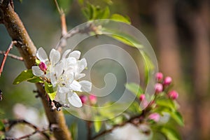 Spring nature defocused blurred background with lovely blossom, petal and bokeh on blue sky background. Springtime concept.