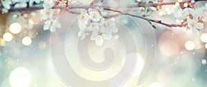 Spring Nature Easter art background with blossom. Beautiful nature scene with blooming flowers tree and sun flare. Sunny day