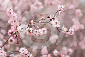 spring nature, flowering fruit tree