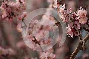 spring nature, flowering fruit tree and bee
