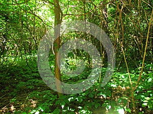 Spring nature in the foliage forest, sunshining