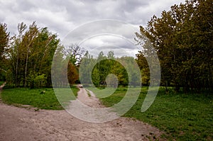 Spring nature forest. Nature in summer. Springtime season. Pathway or path in forest wood. Central park