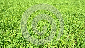 Spring nature, fresh green grass field on a wind.